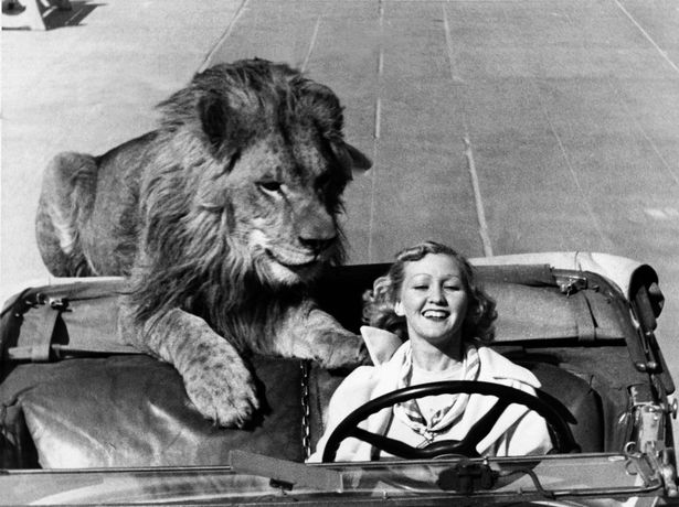 Lion-in-a-car.jpg