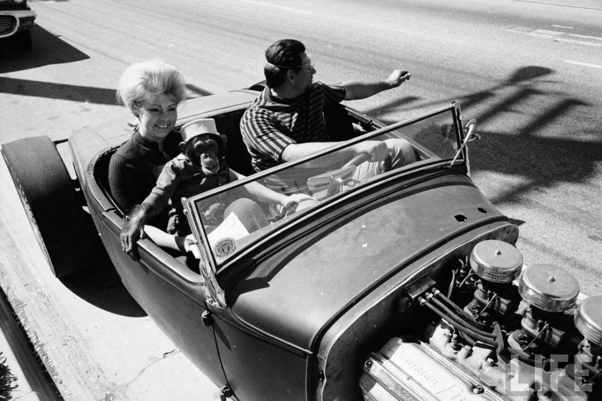 Moe the Hotrodding Chimp-LIFE.jpg