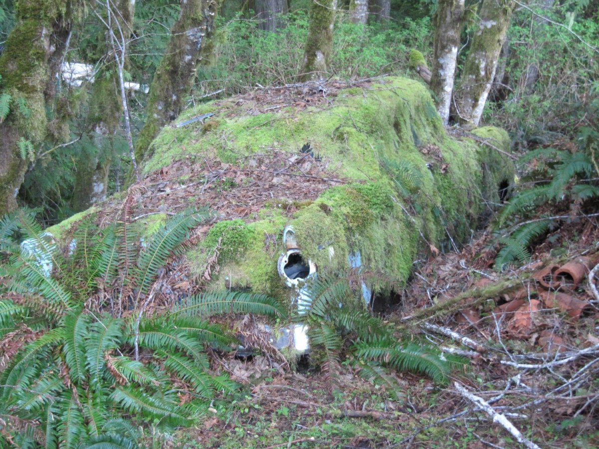 MOSS.jpg