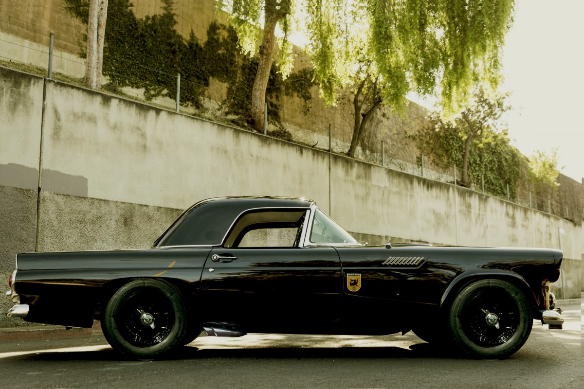 outlaw bird 2.jpg