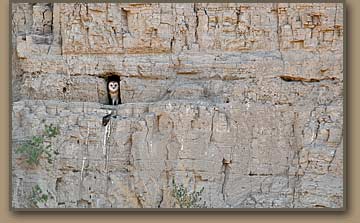 Owl-Yahoo-Clay.jpg