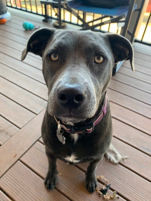 Pepper.jpg
