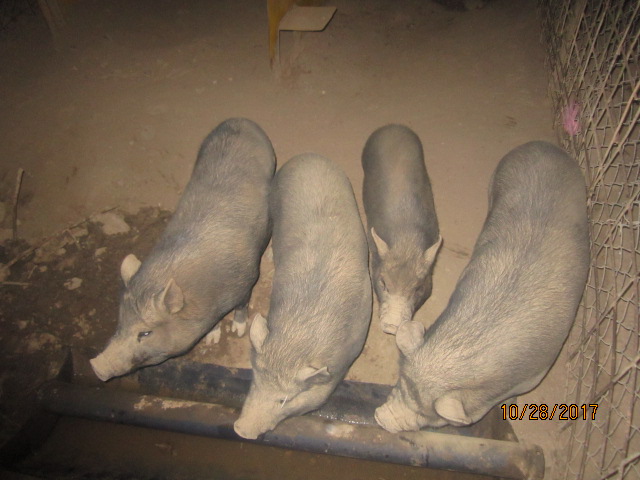 pigs 001.JPG