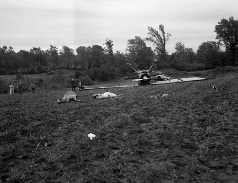 plane crash plane sheep collision.jpg