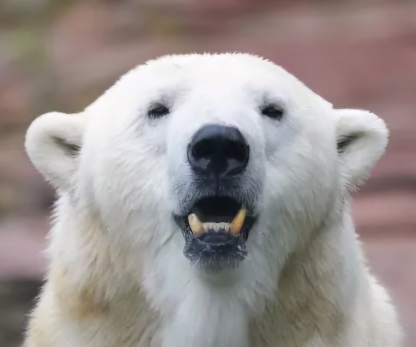 polar-bear.jpg