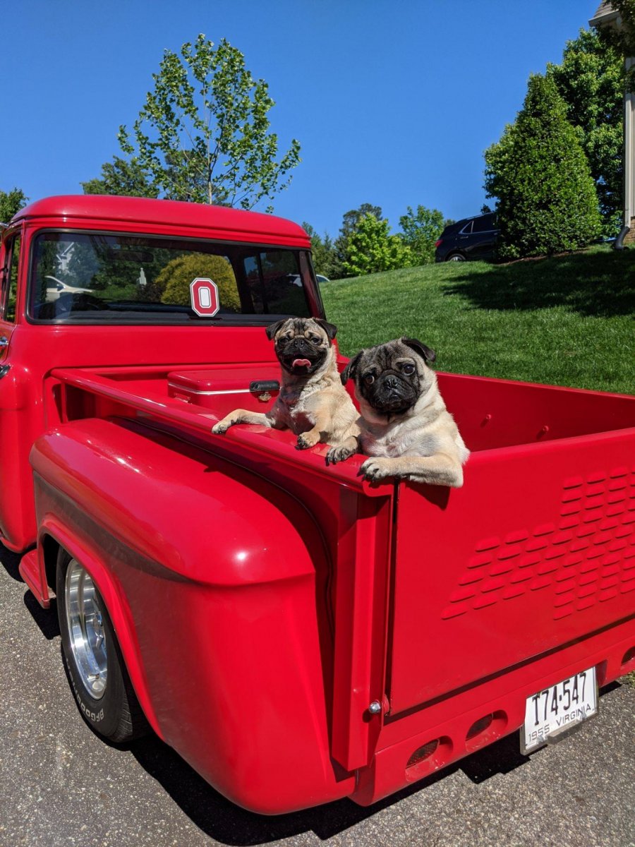 pugs in truck.jpg