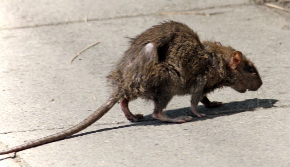 rats-1.JPG