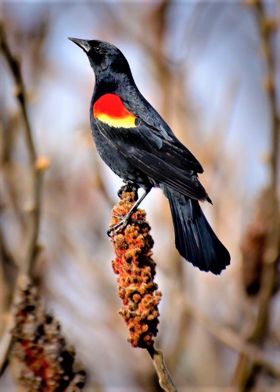 redwing black bird (2).jpg