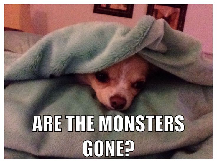 scared chihuahua 1.jpg