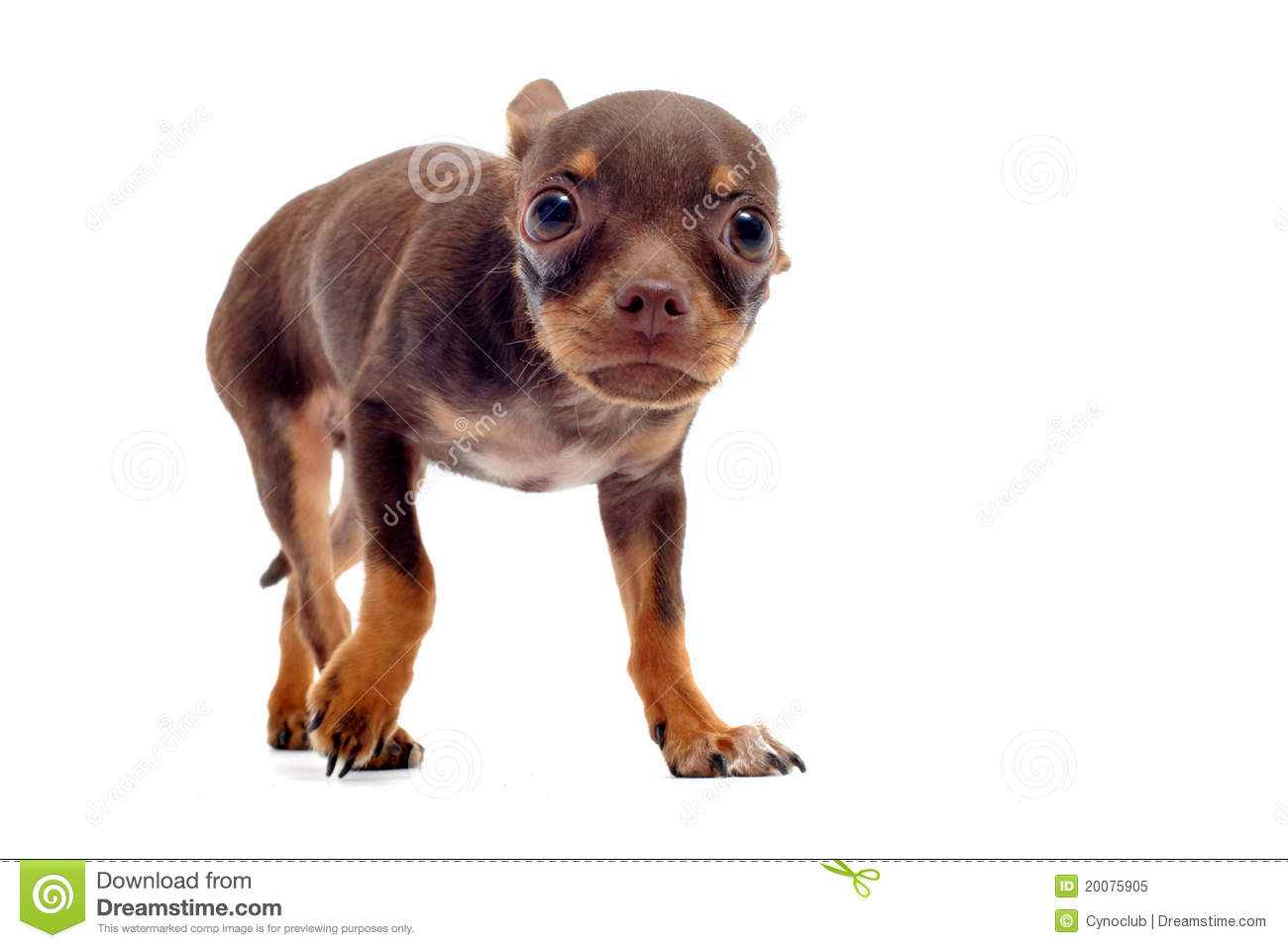 Scared chihuahua.jpg