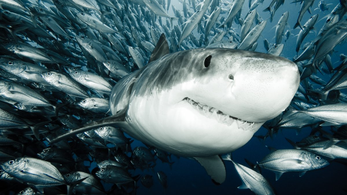 shark_edited.jpg
