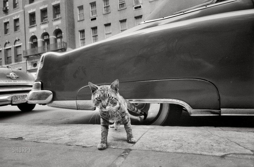 SHORPY-71298a.preview.jpeg