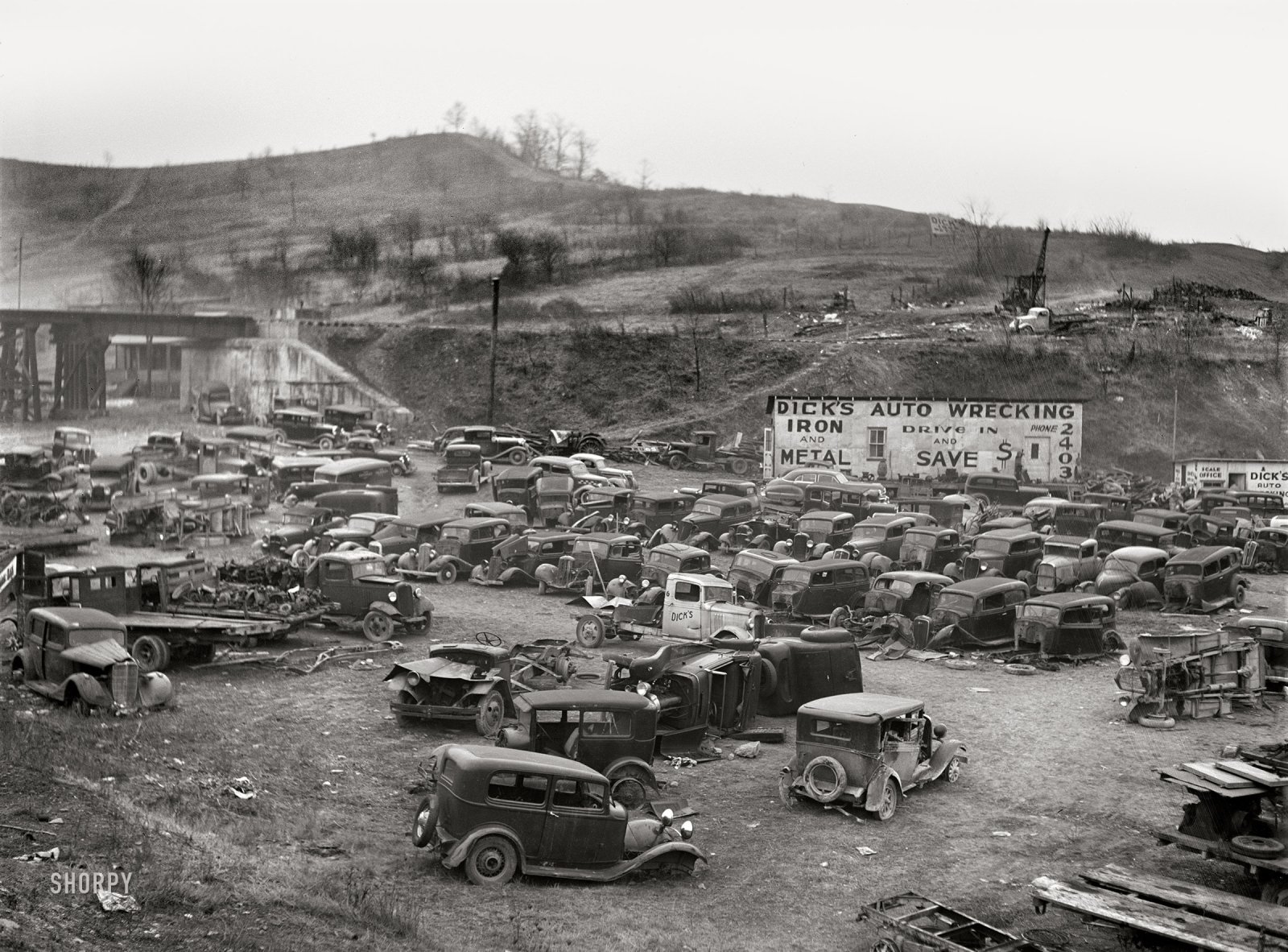 SHORPY-8c20829a.jpg