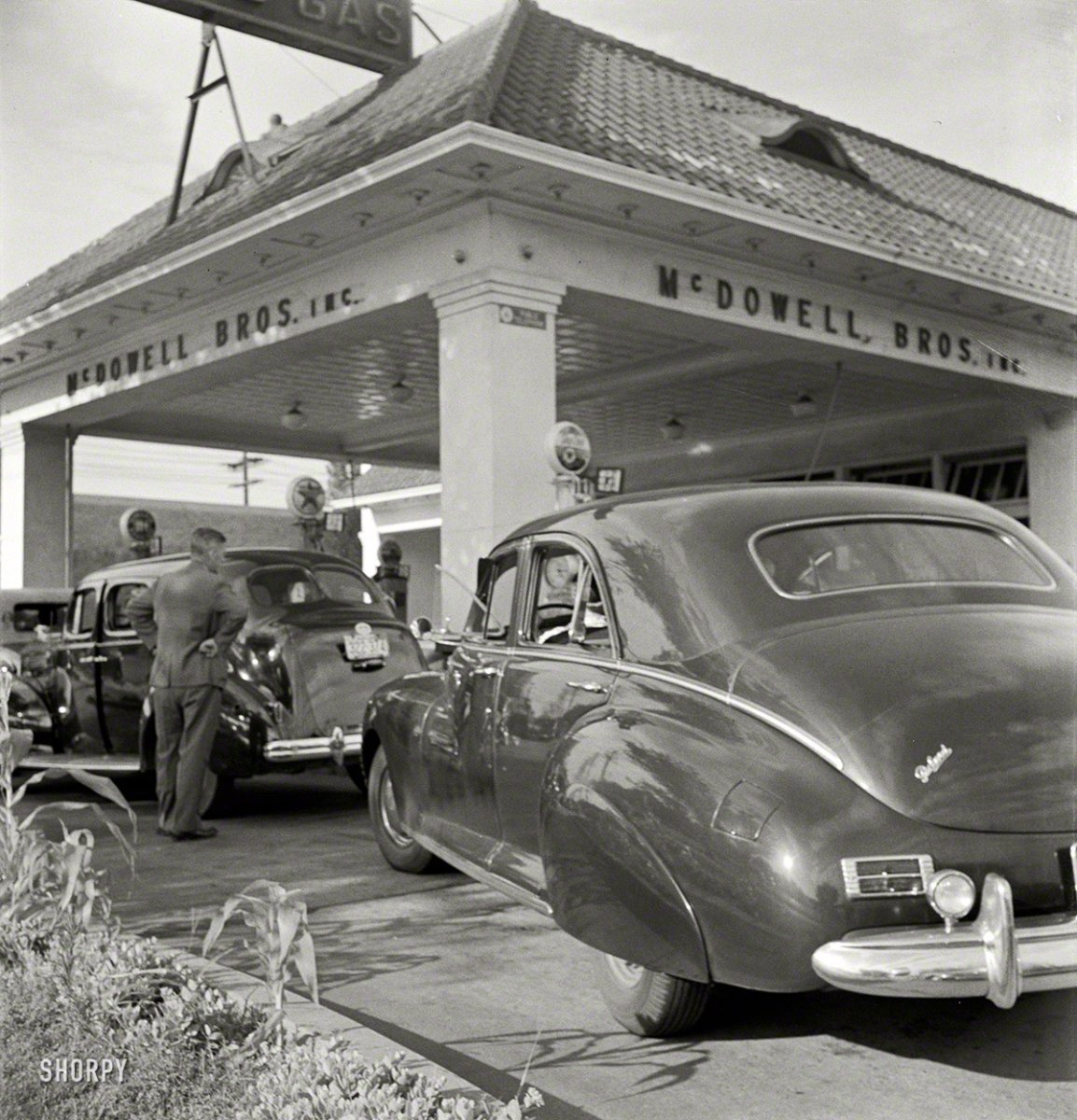 SHORPY_8c35045u.jpg