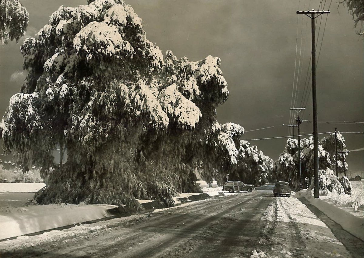 snow Canoga Park.jpg