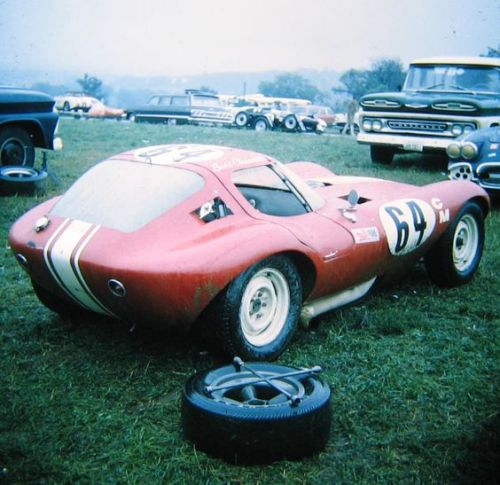 sport cheetah (3).jpg