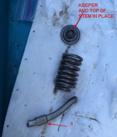 STEM AND SPRING.jpg