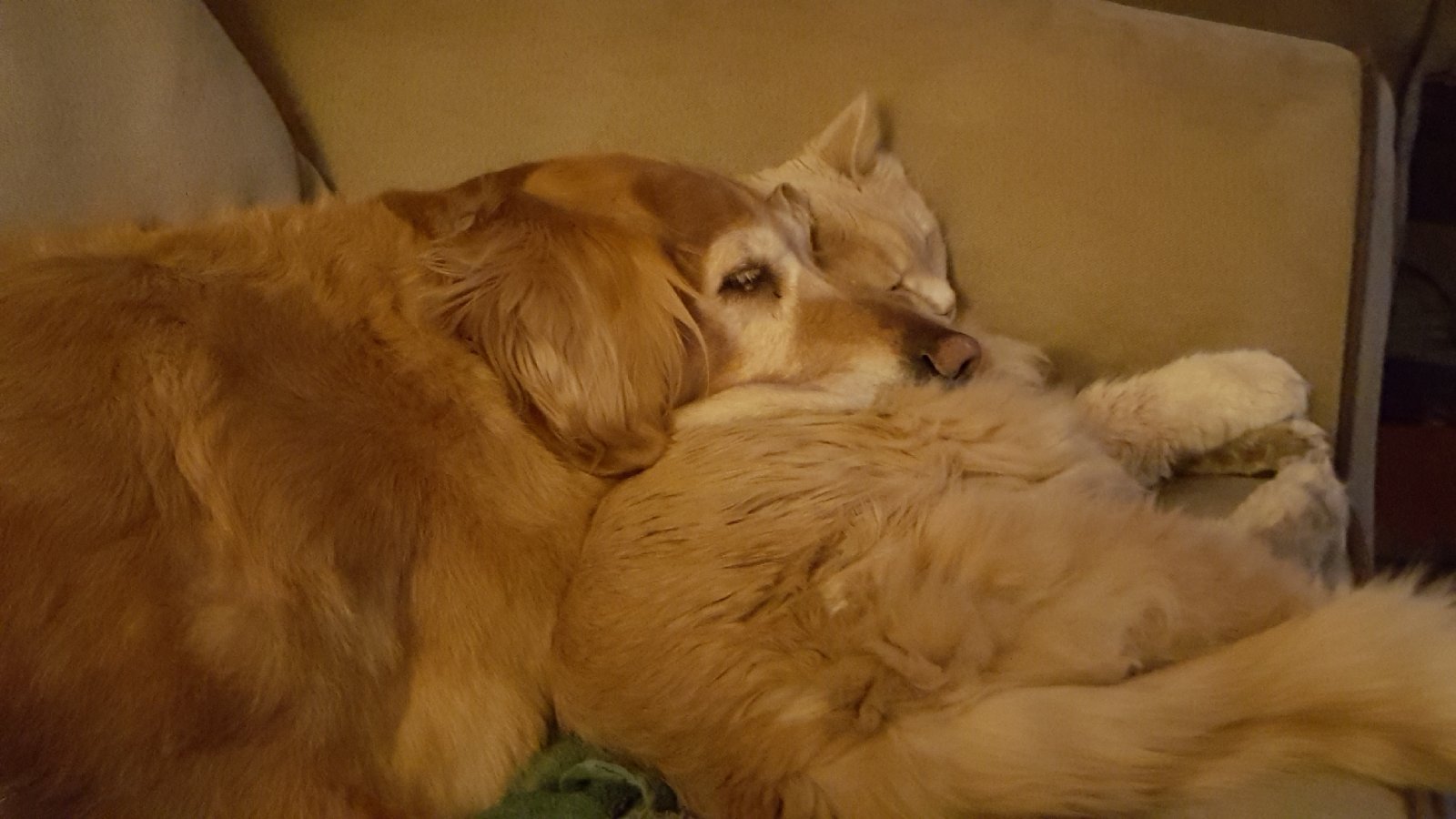 Suzzies pillow.jpg