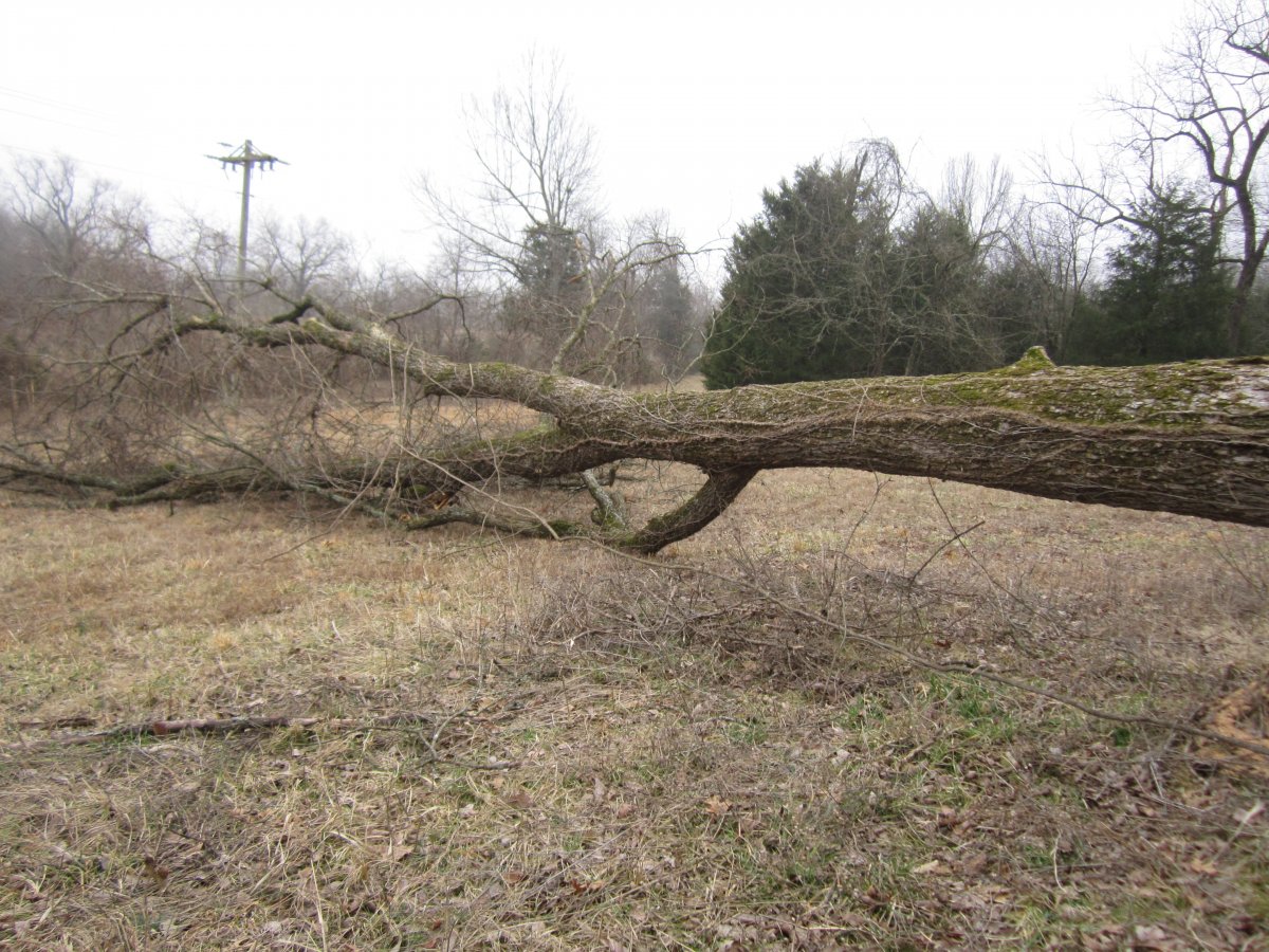 trees bulldozer 002.JPG