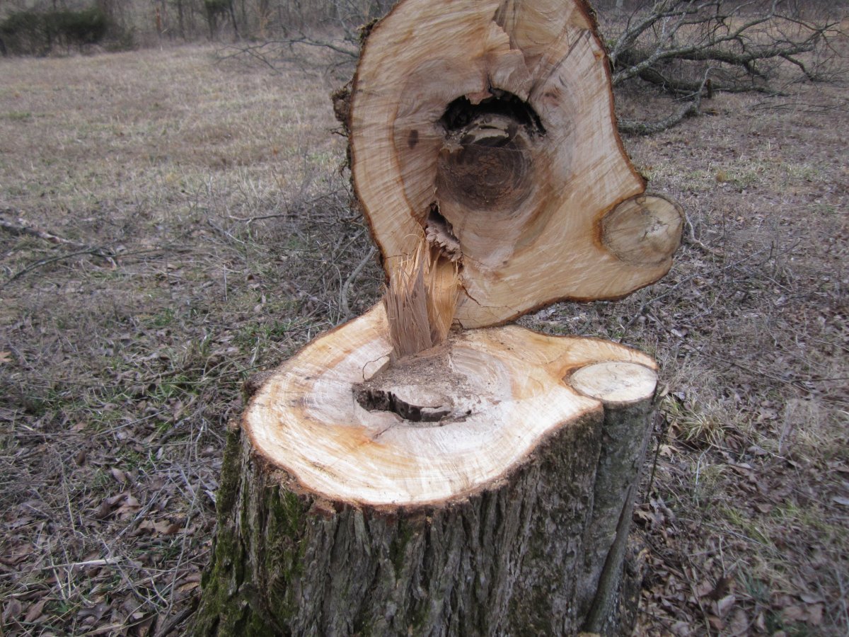 trees bulldozer 003.JPG