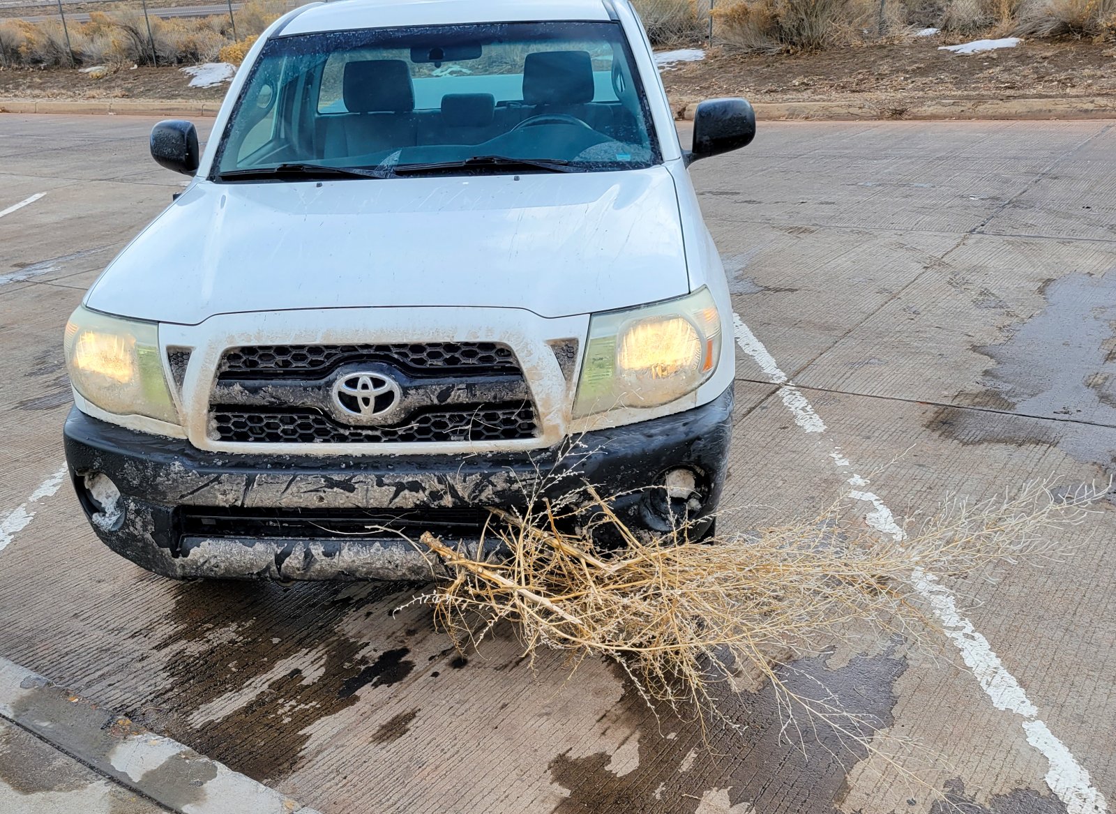 Tumbleweed.jpeg