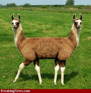 Two-Headed-Llama--32443.jpg