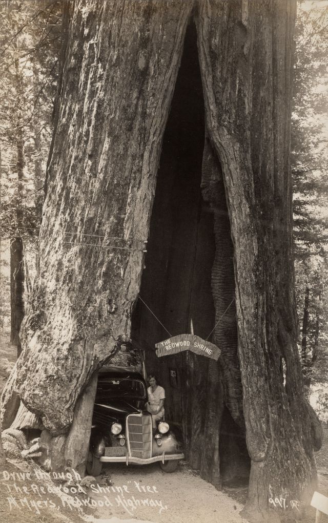 vintage-big-trees-15.jpeg