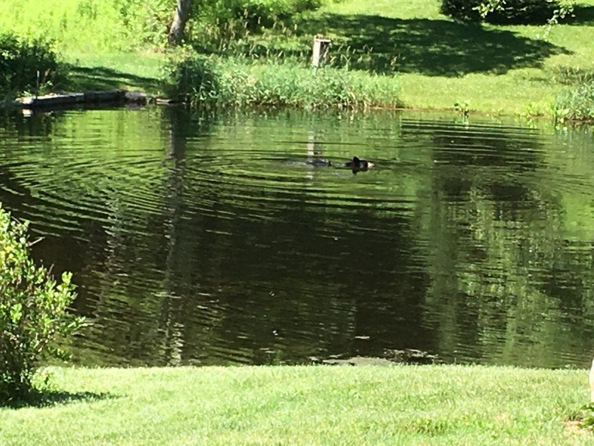 Wet Bear1.JPG