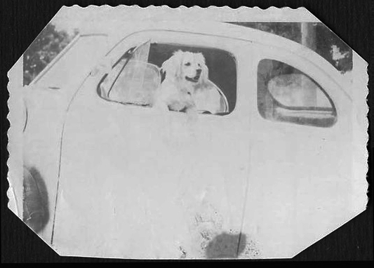 woof.jpg