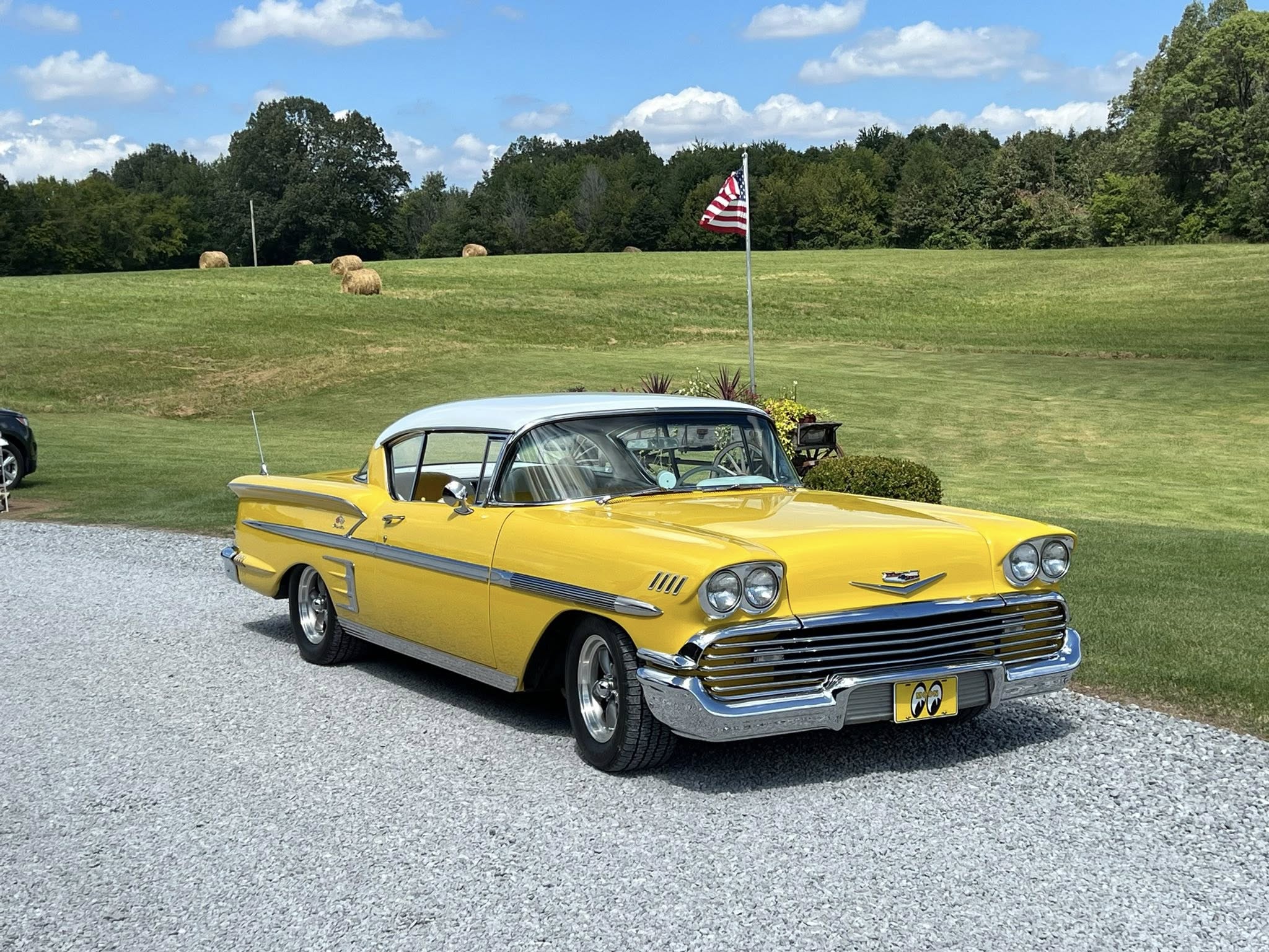 yelloimpala.jpg