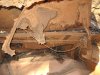 DSCN5437.jpg
