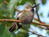 Hummingbird in Magnolia Tree a.jpg