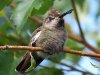 Hummingbird in Magnolia Tree b.jpg