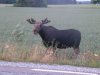 moose.jpg