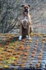 hank on rood.jpg