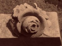 stone rose.jpg