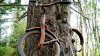 ht_bike_tree_tk_130102_wmain.jpg