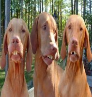 redneckbirddogs-285x300.jpg