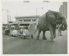 Amusements - Shows and Attractions - Frank Buck's Jungleland - Elephants - Pulling youngsters i.jpeg