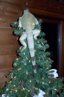 treetopper.jpg