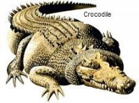 croc.jpg