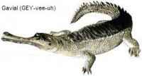 gavial.jpg