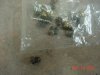 DSC04733.JPG
