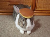 pancake_bunny.jpg