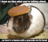 Pancake_head.jpg