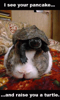 bunnyturtlehead.gif