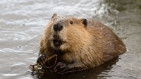 beaver.jpg