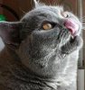 miaou.JPG