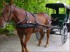 HorseAndBuggy_150210658_std.jpg