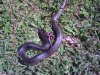 snake2.jpg